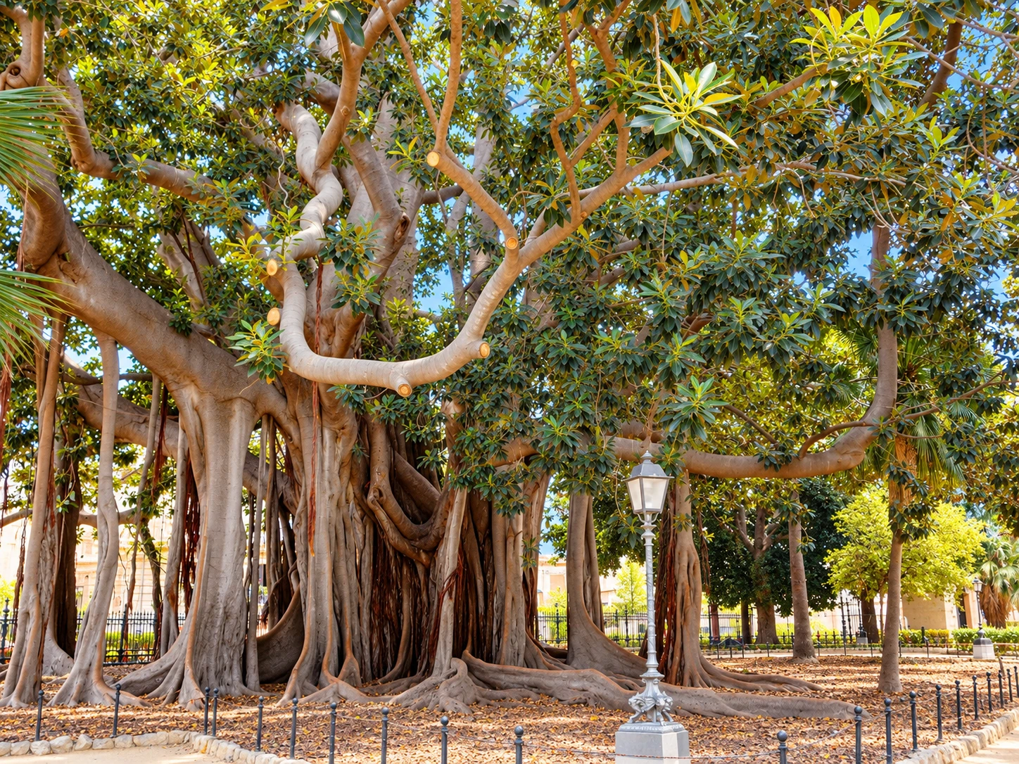 Palermo · Giardino Garibaldi · Ficus
